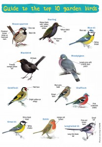 garden-birds-identification